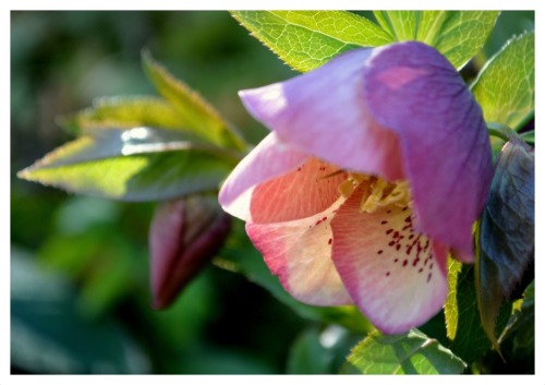 fatchance: Past flowers. Yesterday I returned to old photos of my kitchen garden back in Virginia. T