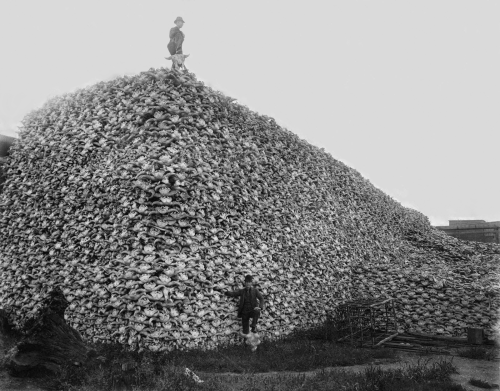 historicaltimes:Bison skulls to be used for fertilizer, 1870 via reddit