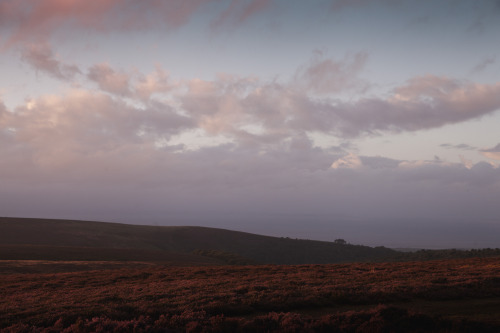 ardley: Golden Hour meets Purple - The Quantock Hills, Somerset Photographed by Freddie Ardley 