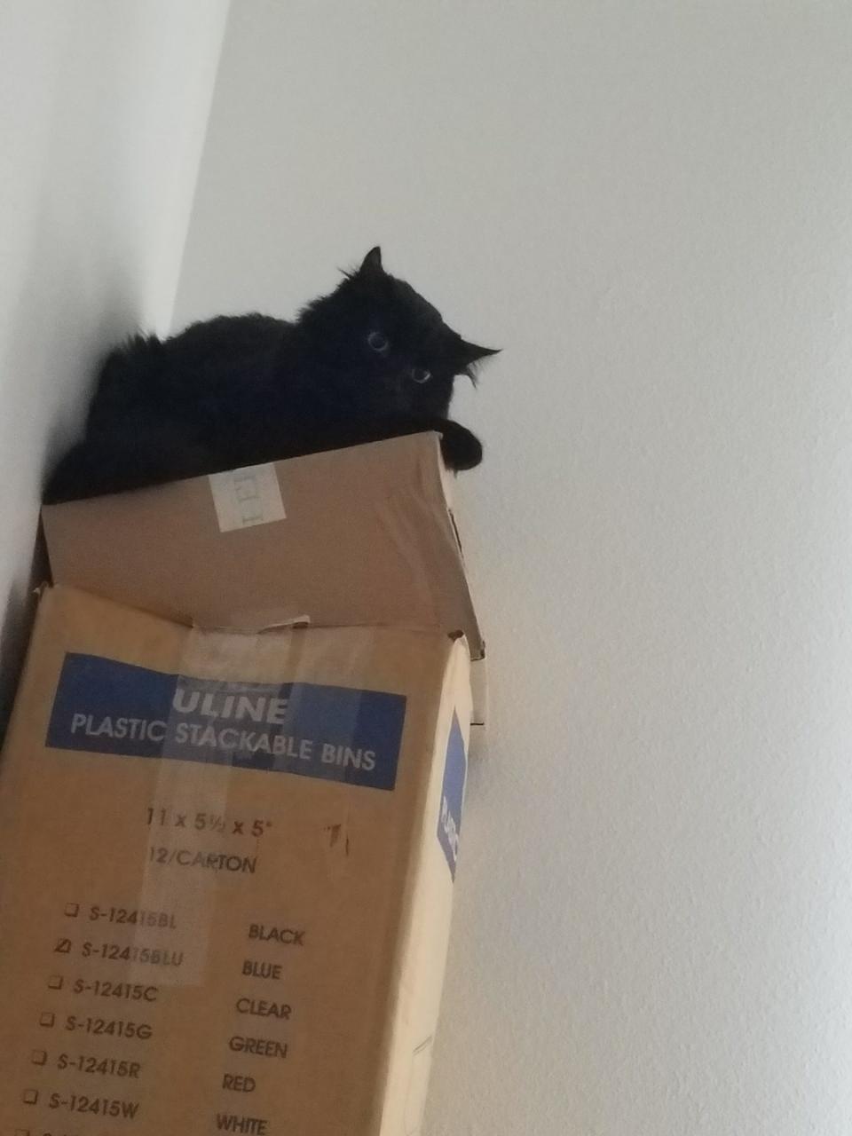 All is Kitties