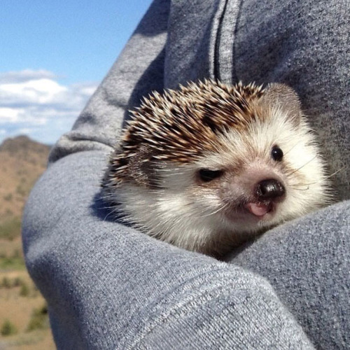 indoor-plants:  fairylene:  the adventures of a cute hedgehog ｡◕‿◕｡  So fucking majestic 