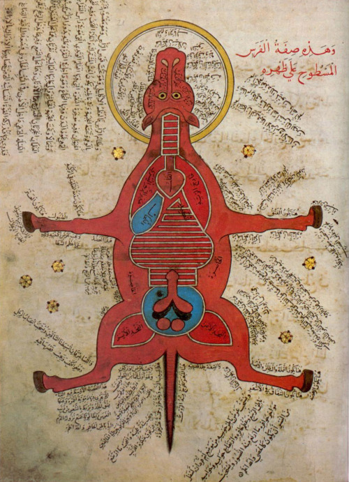 harmonia-art: 15th century egyptian anatomy of horse  Category:Arab miniatures comm