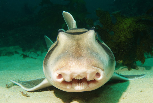 Evolution may have gotten a little too into the detailing on the Port Jackson shark. It’s a fi