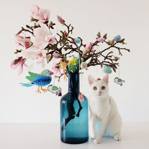 cybergata:  zappa_the_cat