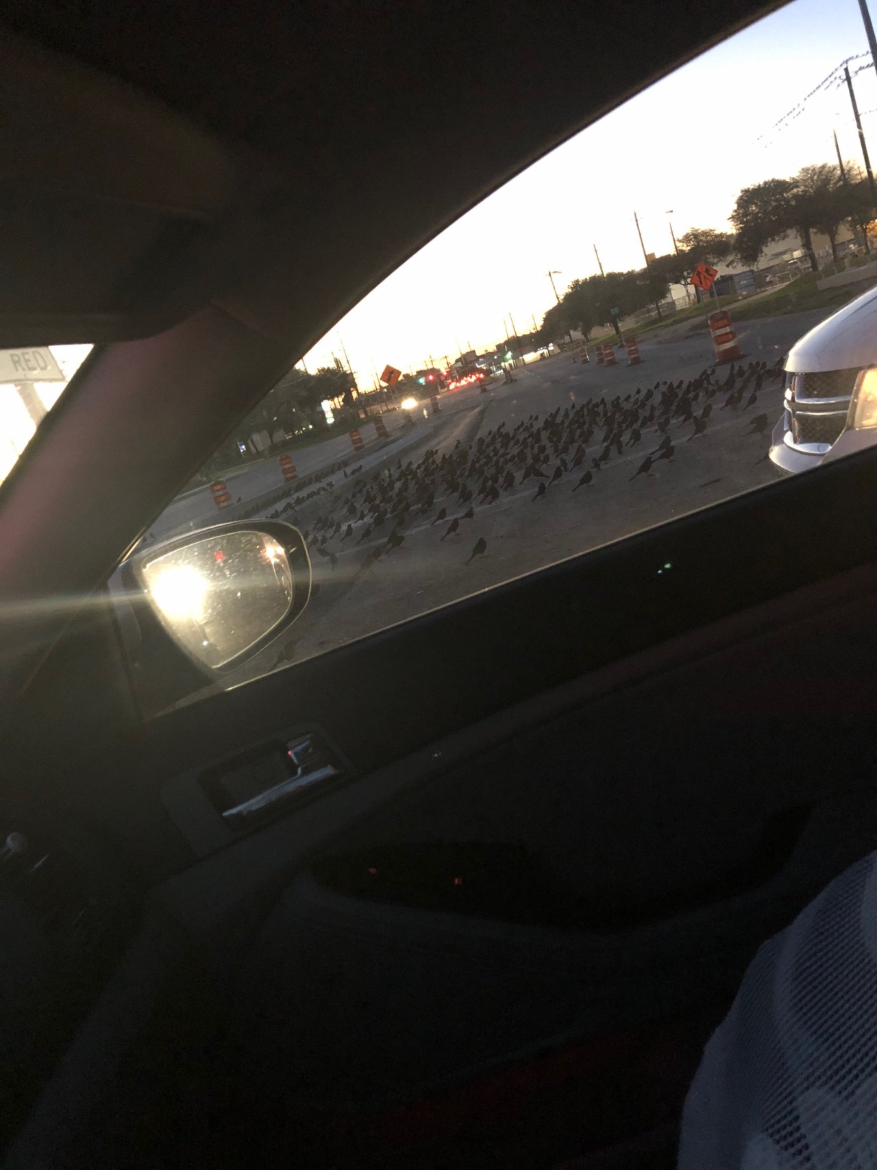 dumbass-bitch-disease:  crystalqueer: My sister said the birds in her town were acting weird and I was like uh-huh whatever and then she sent pictures and  Now I’m terrified.   Is this Alfred Hitchcock’s The Birds (1963)?