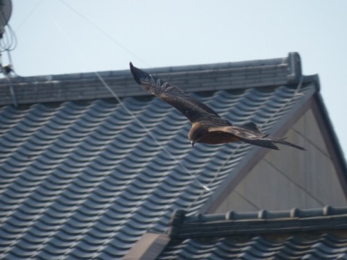 トンビ　Black KiteTown Birds ～ 街の鳥 ArchiveTown Sparrow ～ 街のすずめ　Archive
