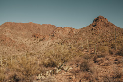 julianajohnsonphoto: Saguaro National Park Western District Tuscon, Arizona December 2017 instagram: @juliana_johnson   My backyard 