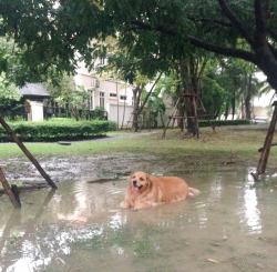 riseofthecommonwoodpile:  this dog is too powerful 