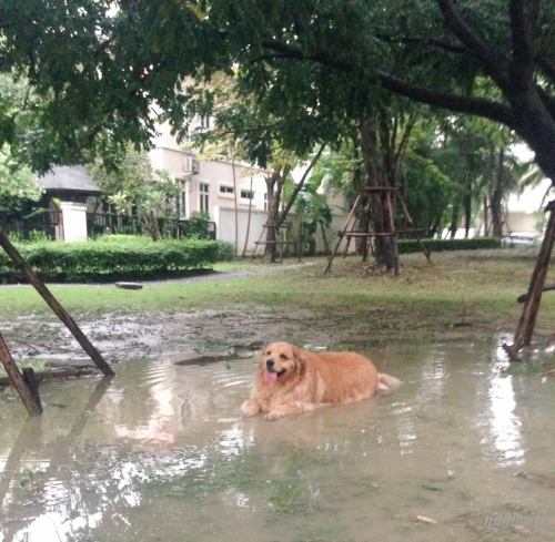 riseofthecommonwoodpile:this dog is too powerful