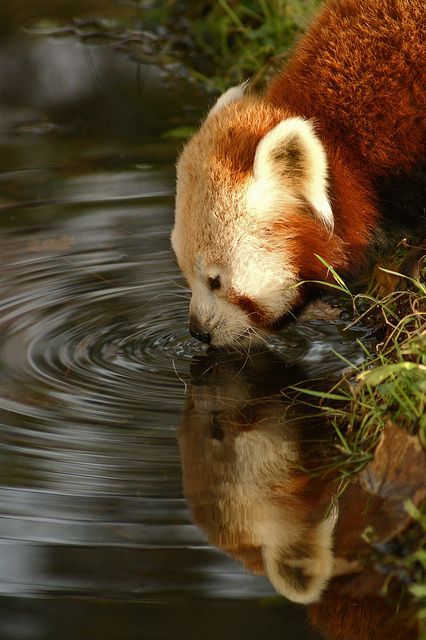 wildlifepower:   R-R-R-RED PANDAS TIME!!! The red panda (Ailurus fulgens), also called