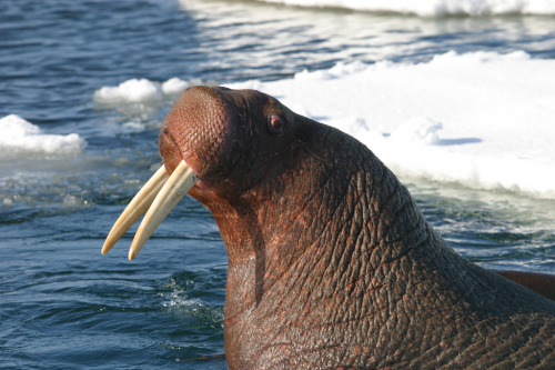 Pacific Walrus Bull showing off.