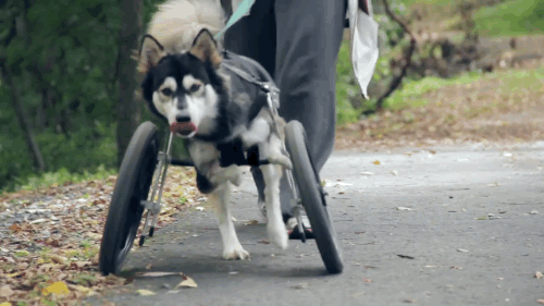 gifsboom:  See how unique, custom 3D printed prosthetics allow Derby the dog to run for the first time. Video: Derby the dog, Running on 3D Printed Prosthetics 