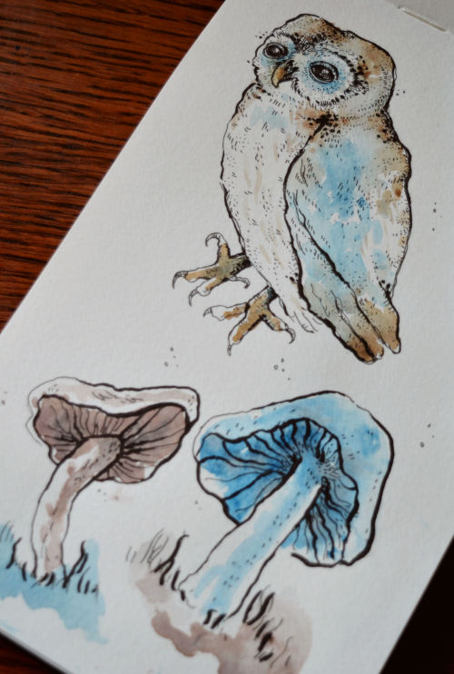 019/365 Another drawing from yesterday. Dürer-inspired owl and some mushrooms. &mdash;Un altro diseg