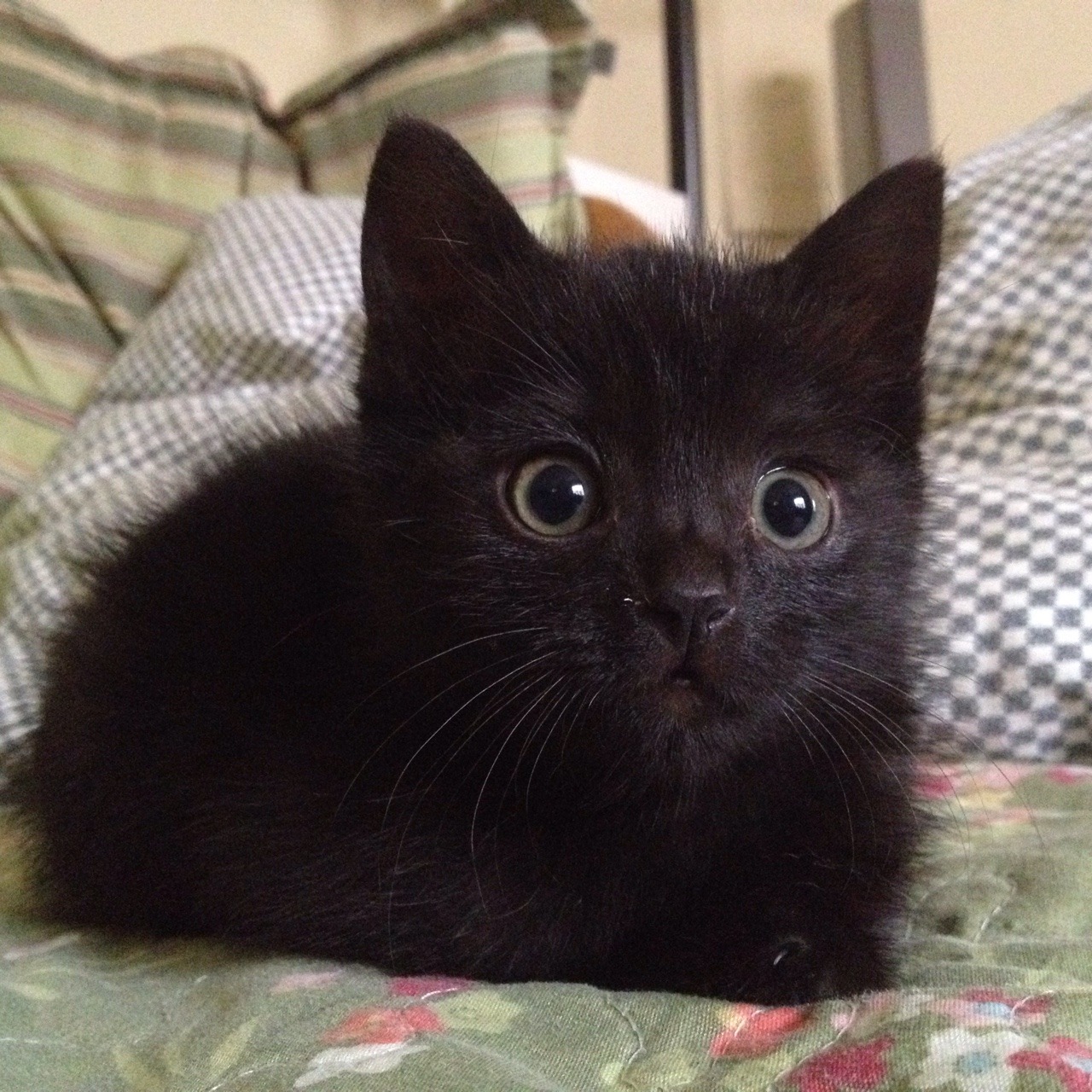 Kittens ฅ^•ﻌ•^ฅ