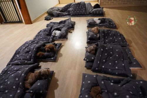 fuckyahumor:diekingdomcome:awesome-picz:Photos Of Sleeping Pups In A Puppy Daycare Center Are Taking