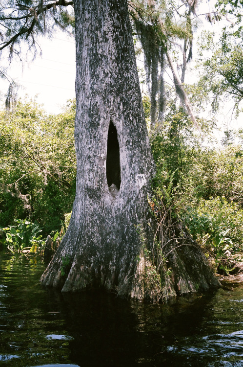 tree nest