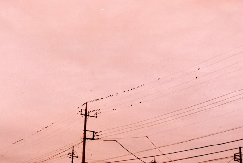 bloodypoppyhead:Pentax SP