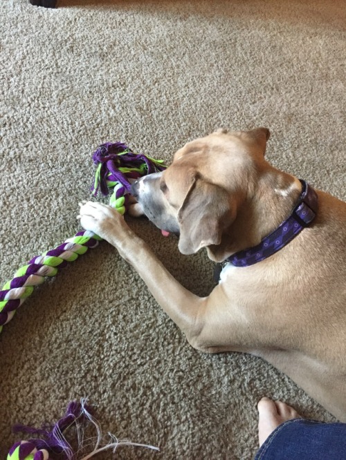  No, Momma, you cannot have my toy. In the game of Tug of War, I won and you lost. I don’t make the 