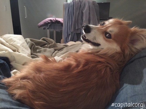 Wksi presents a Corgi’s Guide to the Most Interesting Sleeping Positions & Locations Posit