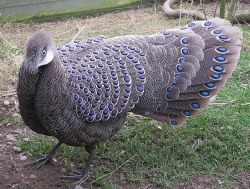 thetinybutimportantthings: mcsprankles:  ohcorny:  deermary:  Grey Peacock-Pheasant (Polyplectron bicalcaratum) of southeast Asia.  yo why didnt i know about these  Wow man forget regular peacocks this thing is magical.   Peacock pheasants as a whole