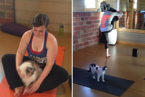 littlebooklings: suaimhneas-croi: boredpanda: Yoga Studio Invites Shelter Cats To Do Yoga And Helps 