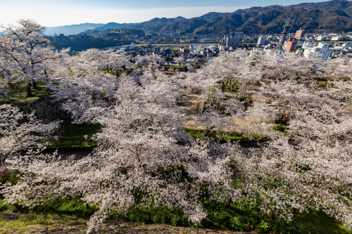 津山城の春