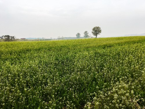 Rolling hills of rye at Anseong Farmland, founded in 1969 with support from West Germany.Anseong Far