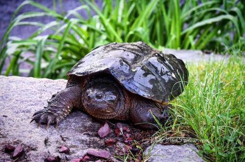 This amazing wise old turtle came to my door yesterday morning! When we pay attention, nature always