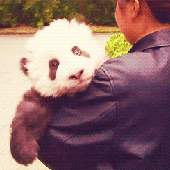 Giant Panda Photos