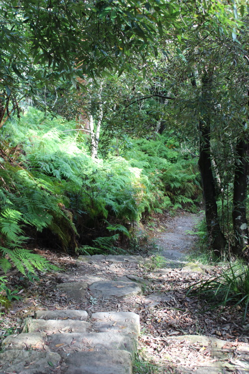 simone-cobley:  Harold Reid Foreshore Walking Tack, Middle Cove, Sydney 01.01.2016