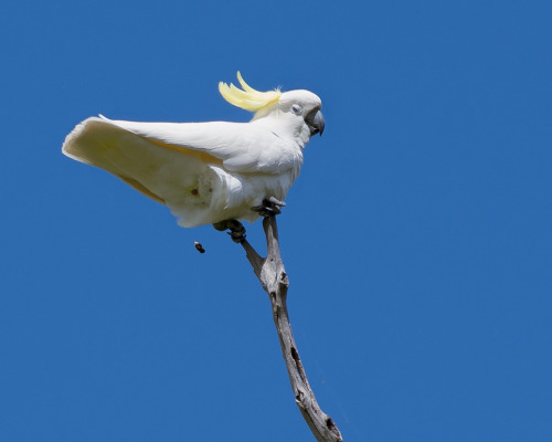 Couple Of Years Ago I Photographed This Cockatoo And It Literally Defecated And Flew Away. I Still Cant