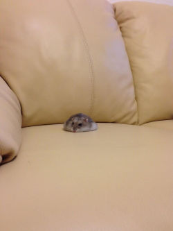 awwww-cute:  Melted hamster 