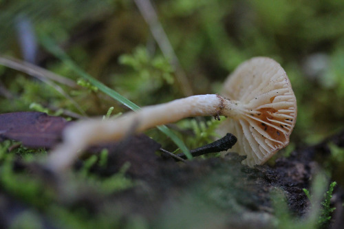 109pm:Species unknownSteiglitz, Brisbane Ranges, VictoriaEarly Winter, June 2014Taken on 60mm Macro,