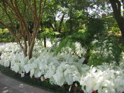 graveplants:  white caladiums look so pretty