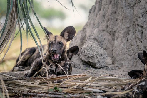 African Wild Dog