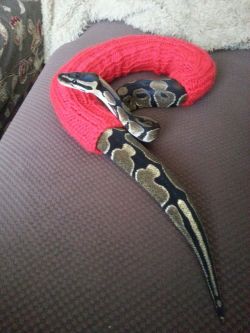 princess-dickhead:caligeno:owlapin:hay-needle:Do you slip it on him tail first?nah i just hold it open and he crawls in LOOK AT THE NOODLE IN A SWEATER   herps-and-derps