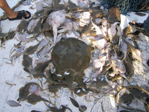 Trawler bycatch of a juvenile Nile Softshell Turtle (Trionyx triunguis) from the mouth of the Seyhan