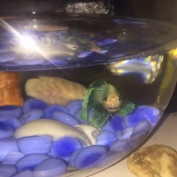 Our House Mascot/Pet Wilterin Male Betta Fish (There Is Only One The Camera Angle