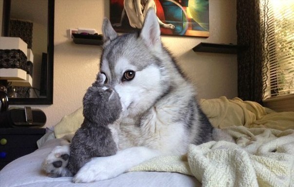 leftussilent:  these might be my favourite pictures ever. 