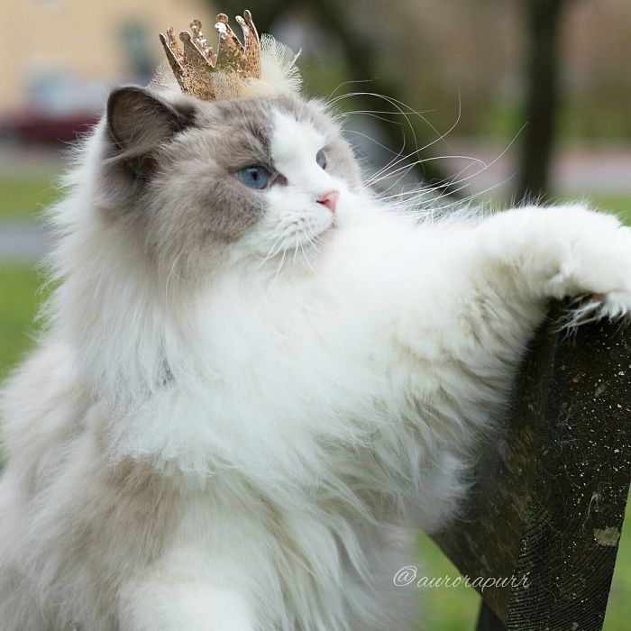 npr:culturenlifestyle:The Most Regal, Friendly and Fluffy Kitten In The World Is