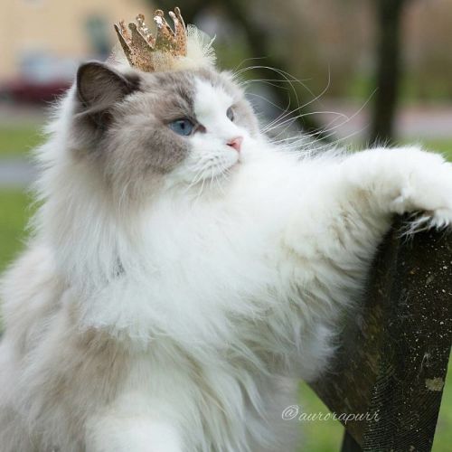 culturenlifestyle: The Most Regal, Friendly and Fluffy Kitten In The World Is Named Aurora Aurora is