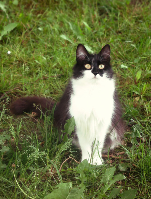 ambermaitrejean: Portraits of neighborhood cats. Photos by Amber Maitrejean