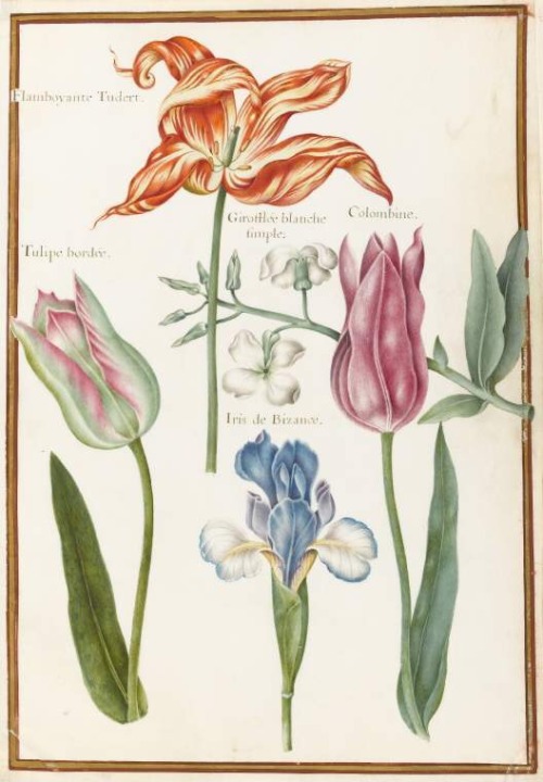 Robert Nicolas, botanical drawings of spring flowers, 17th century. France. Via Fitzwilliams Museum