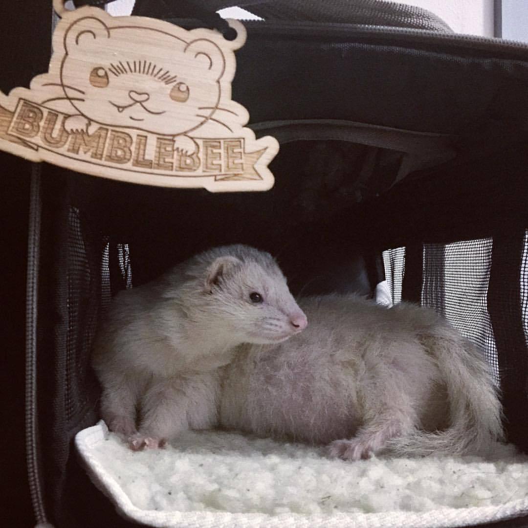 Bumblebee likes to hang out in his carrier sometimes. We leave it out, ready to go just in case. His collar with pet ID, leash, and extra puppy pads are always kept in the back pocket.
❤️🐝❤️
#ferret #ferretsofinstagram #ferrets #instaferret #pets...