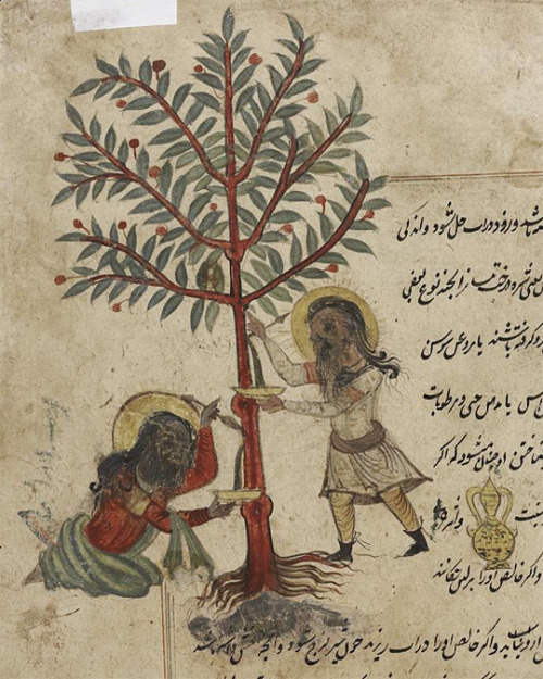 A really incredible illustration of sap-tapping from p. 243 of LJS 278, a 16C herbal that originates