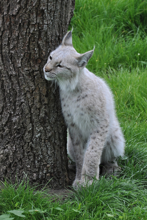 h4ilstorm:Eurasian Lynx (by Truus & Zoo)