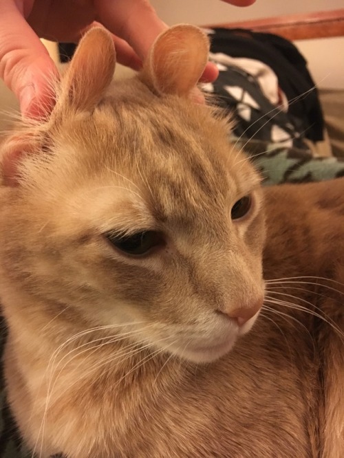 yawpkatsi:A Model