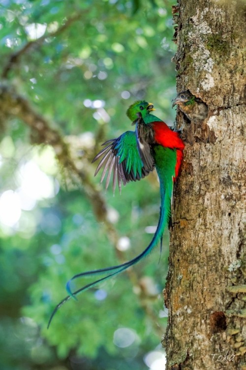 giraffeinatree: A male resplendent quetzal (Pharomachrus mocinno) feeds wild avocados to his chick i