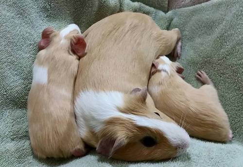 shelterpetadvocate:  More Piggie Minaj from the Fairfax County Animal Shelter:Not to be outdone by all the adorable puppies and kittens, these one-week-old guinea pigs are pulling out all the stops! They’re enjoying this rainy weather by snuggling in