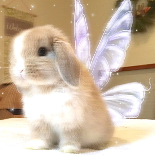 fairy bunny